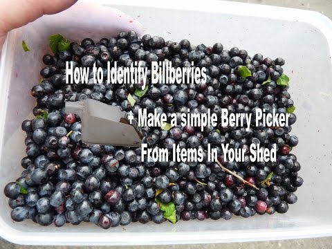 How To Make a Berry Fruit Harvester / picker for less than 30 pence