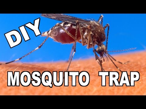 How To Make a DIY &amp;ldquo;Ovitrap&amp;quot; Mosquito Trap