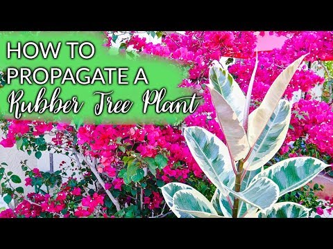 How To Propagate A Rubber Tree Plant (Ficus Elastica) By Air Layering / Joy Us Garden