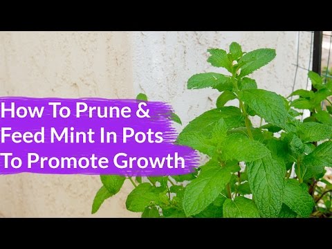 How To Prune &amp;amp; Feed Scraggly Mint To Promote New Growth