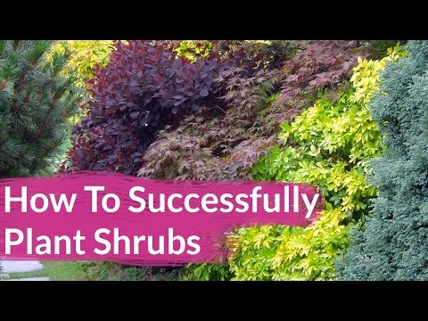 How To Successfully Plant Shrubs In The Garden