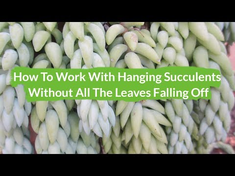 How To Work With A Burro's Tail Sedum Without The Leaves All Falling Off