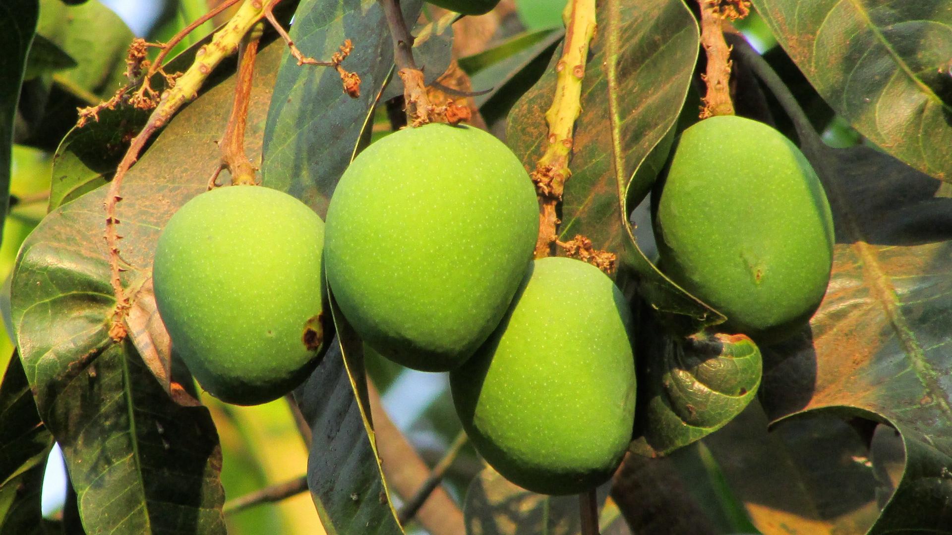 How to Cut and Eat a Mango.00_00_26_14.Still001.jpg