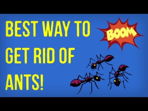 How to Get Rid of Ants Naturally | Best Tips for Getting Rid of Ants in Your Kitchen