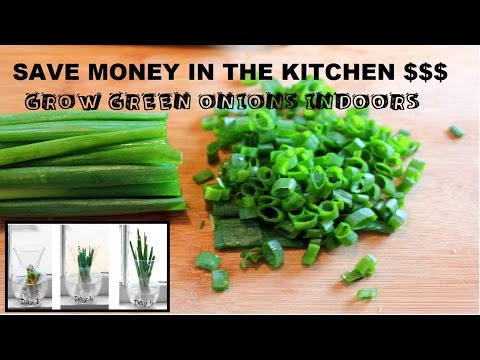 How to Grow Green Onions Indoors From Water