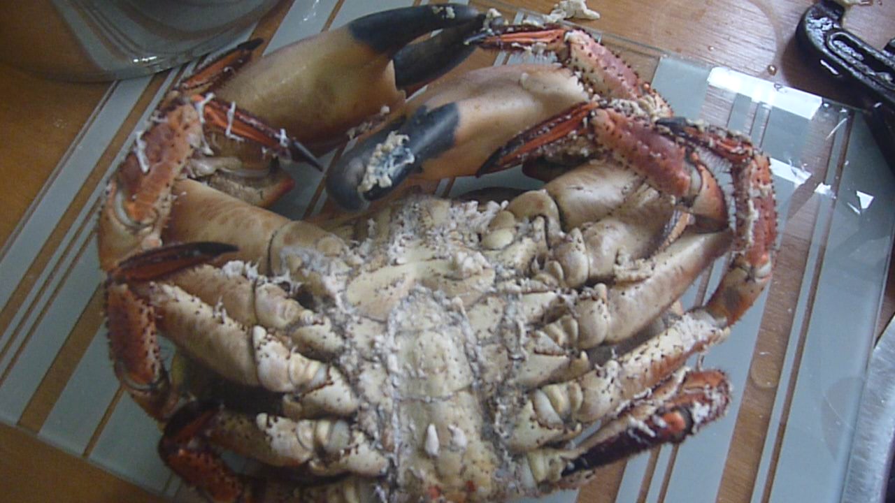 How to Instantly Kill a Crab for cooking (10).JPG