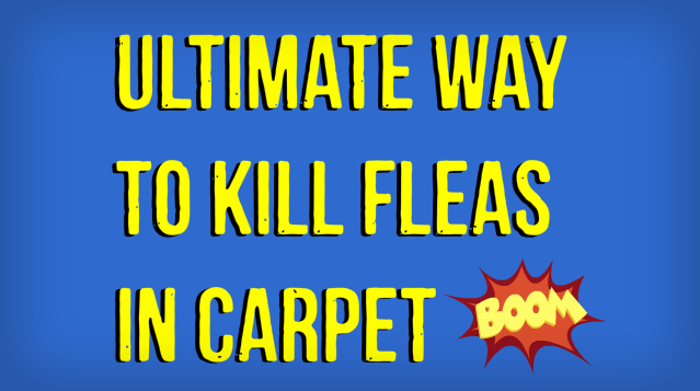 How to Kill Fleas in Carpet.png