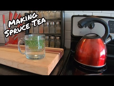 How to Make Spruce Tea Without Leaving Your Yard!