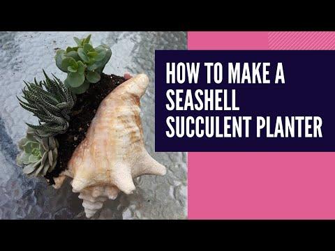 How to Make a Seashell Succulents Planter