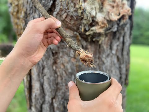 How to Make and Use Glue from Pine Trees