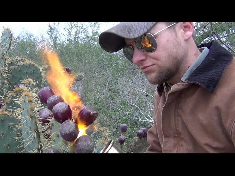 How to Pick and Eat Prickly Pear Fruit