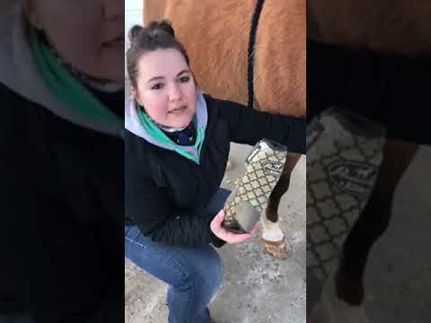 How to Put a Book on a Horse