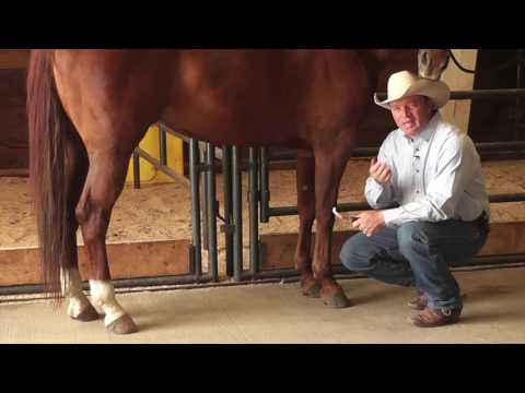 How to Remove Bot Fly Eggs from a Horse