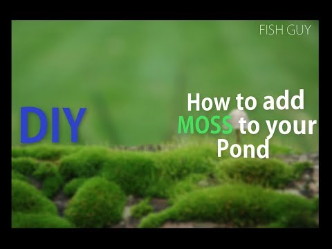 How to add MOSS to your Pond | Fish Pond | DIY