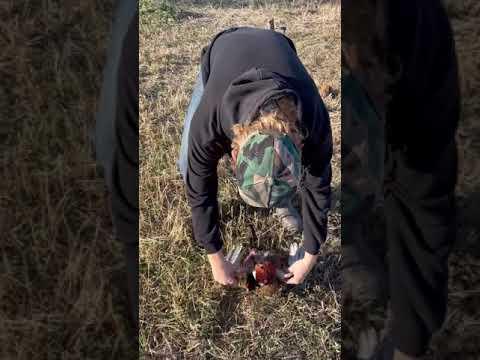 How to clean a pheasant