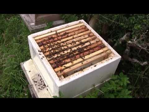 How to create a nucleus of honey bees