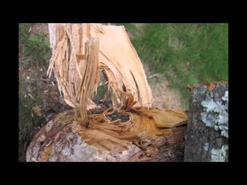 How to cut wood from a stump using a Knife