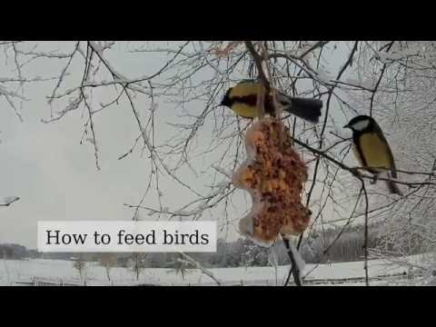 How to feed a birds in winter (nutritious, fat, seed - DIY bird feeder)