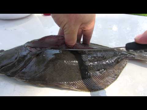 How to fillet a Flounder by Thomas