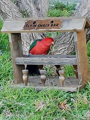 How to make a bird feeder bar (34).jpg