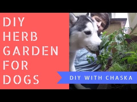 How to make an herb garden for dogs | DIY Planter Box | Dog Herb Garden