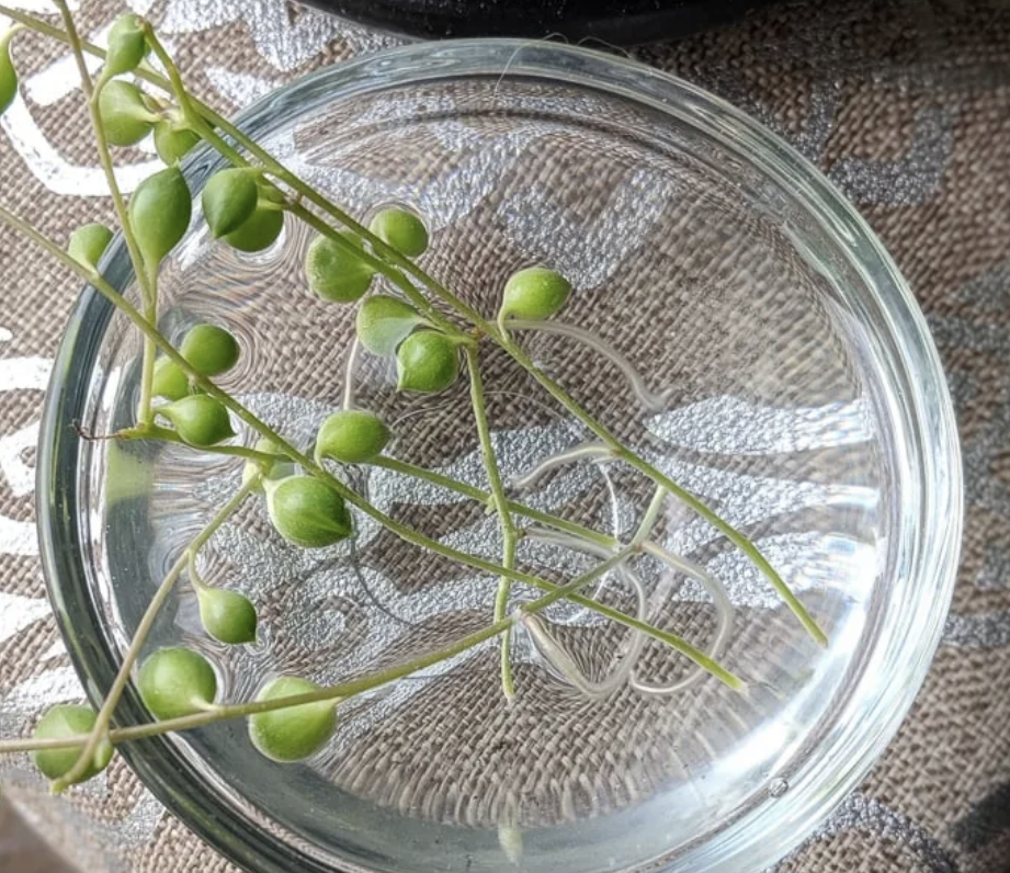 How to propagate string of pearls cuttings in water &amp; soil!.png