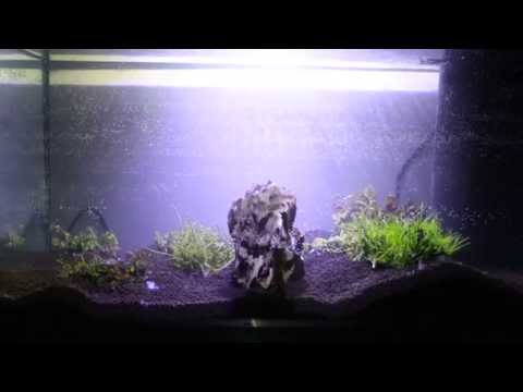 How to set up a shrimp tank