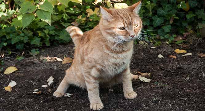 How-To-Stop-Cats-From-Pooping-In-The-Garden.jpeg