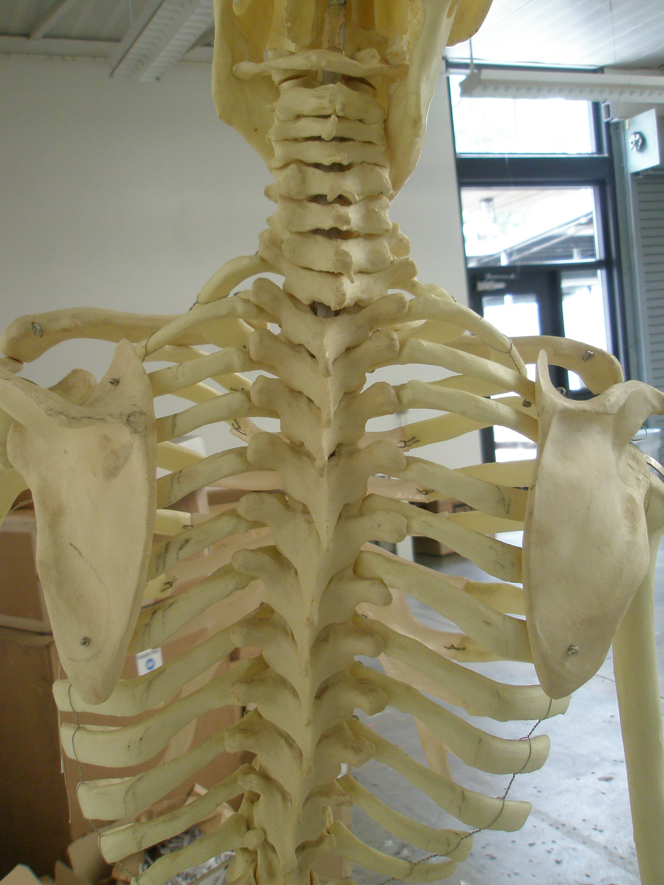 Human Spine 003.JPG