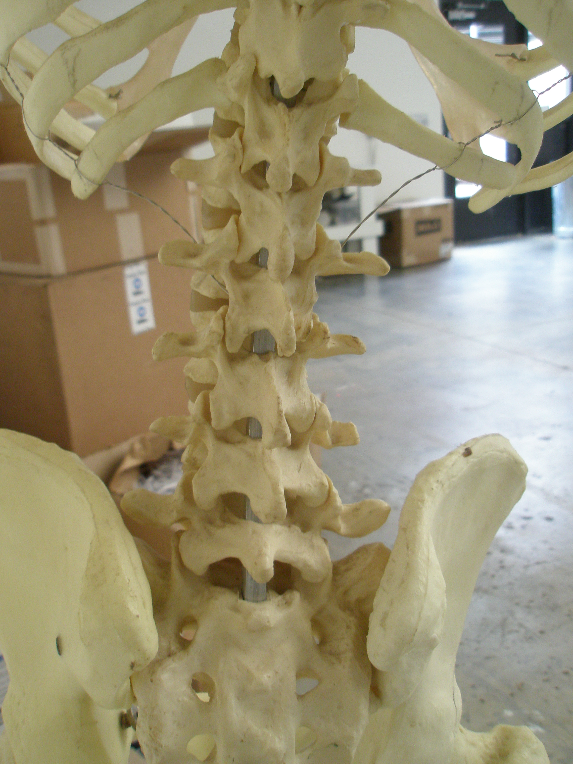 Human Spine 004.JPG