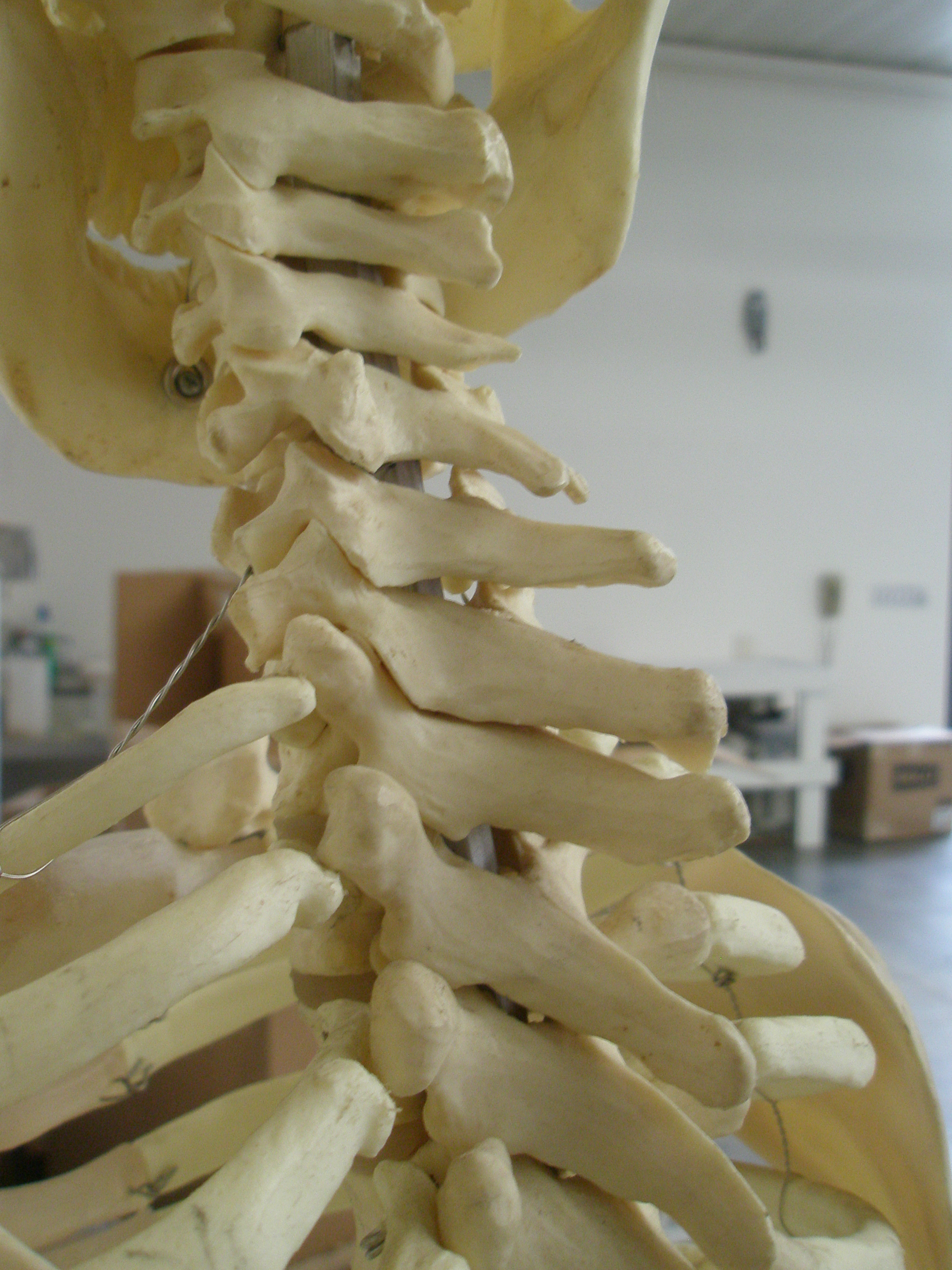 Human Spine 005.JPG