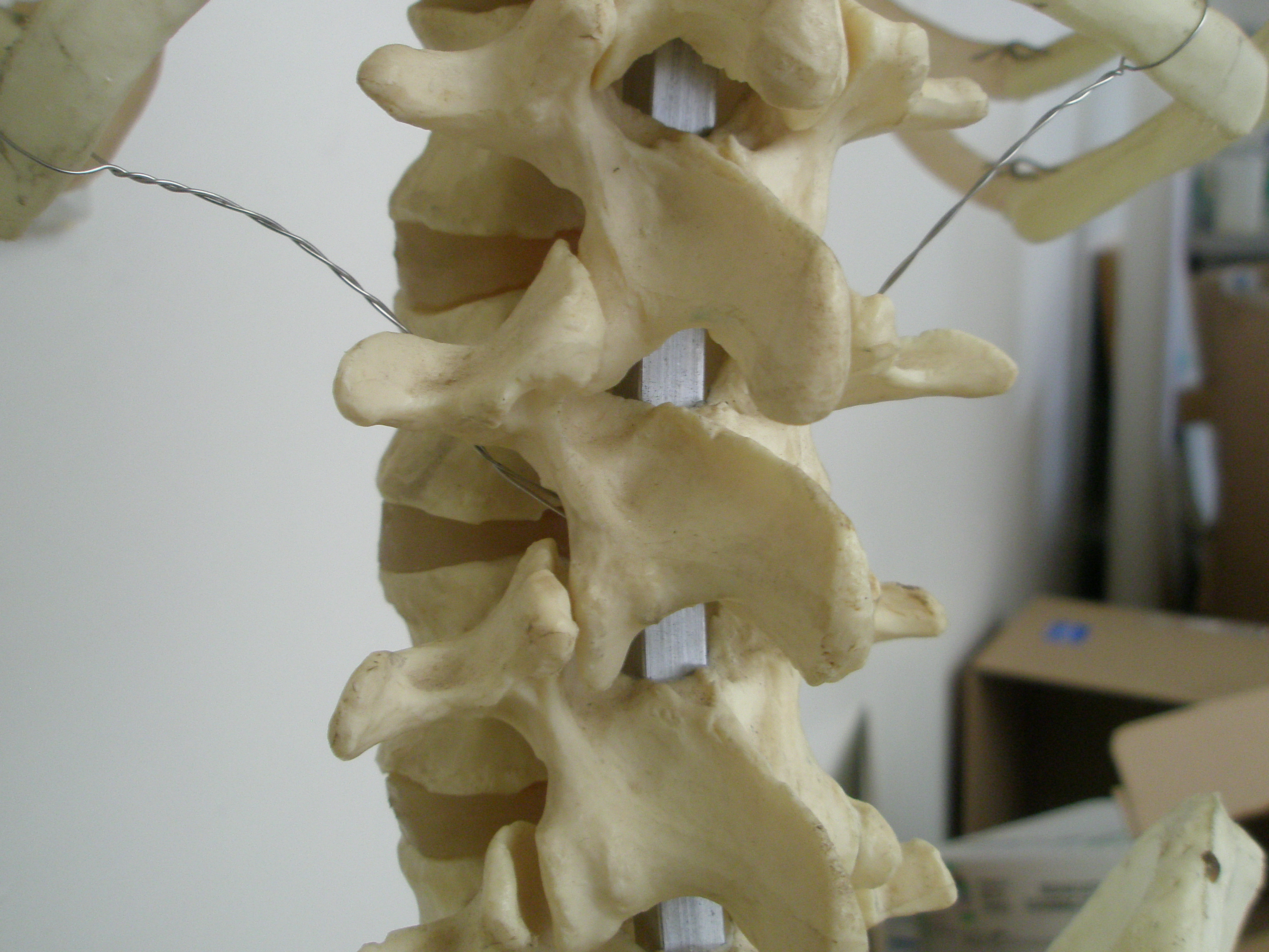 Human Spine 008.JPG