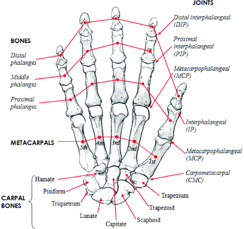 Human-hand-skeletal-structure-depicting-finger-bones-joints-metacarpals-and-carpal.png