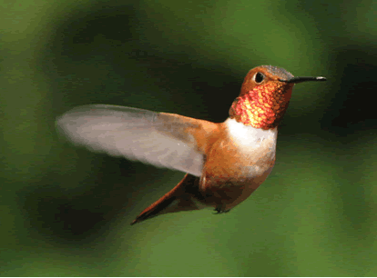 Hummingbird_4.gif