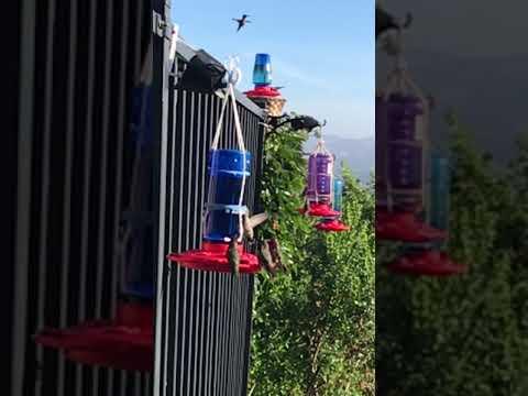 Hummingbirds 3