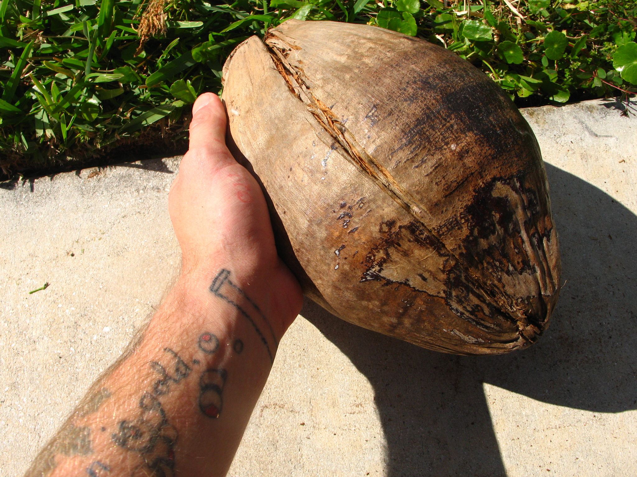 Husk-A-Coconut (with just a claw hammer) (4).JPG