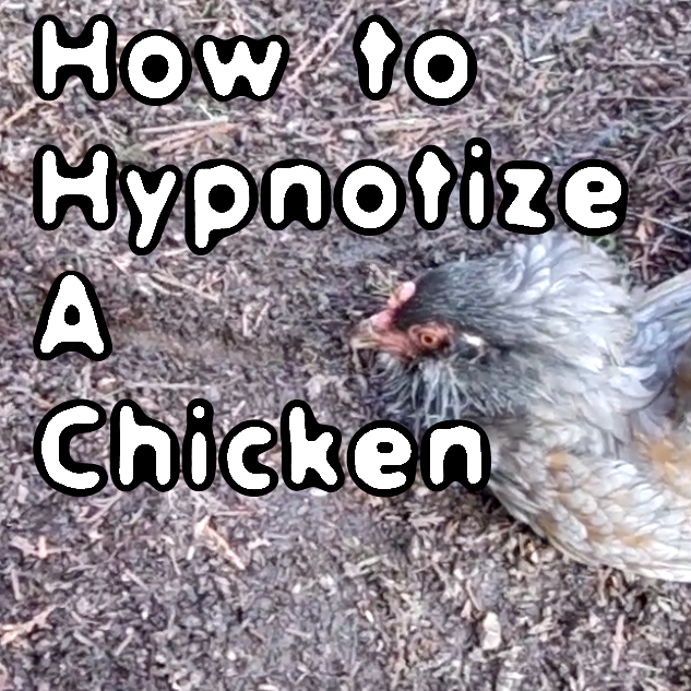 Hypnochicken.bmp