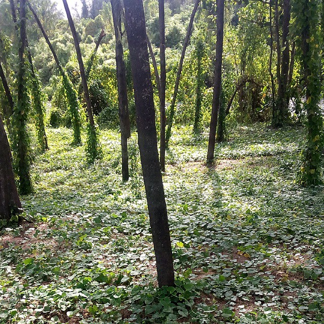 I  wish instagram dose not had size limit.... #phoneclick  #nature #green