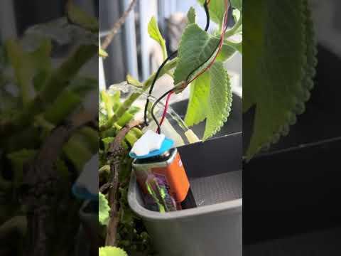 I Made an Arduino-Powered Automatic Plant Watering System! #asmr #arduino #shortsviral #arduinouno