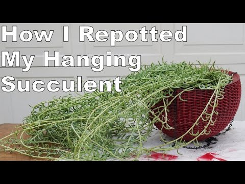 I Repotted My Hanging Succulent: The 6&amp;prime; Trails Were A Challenge!