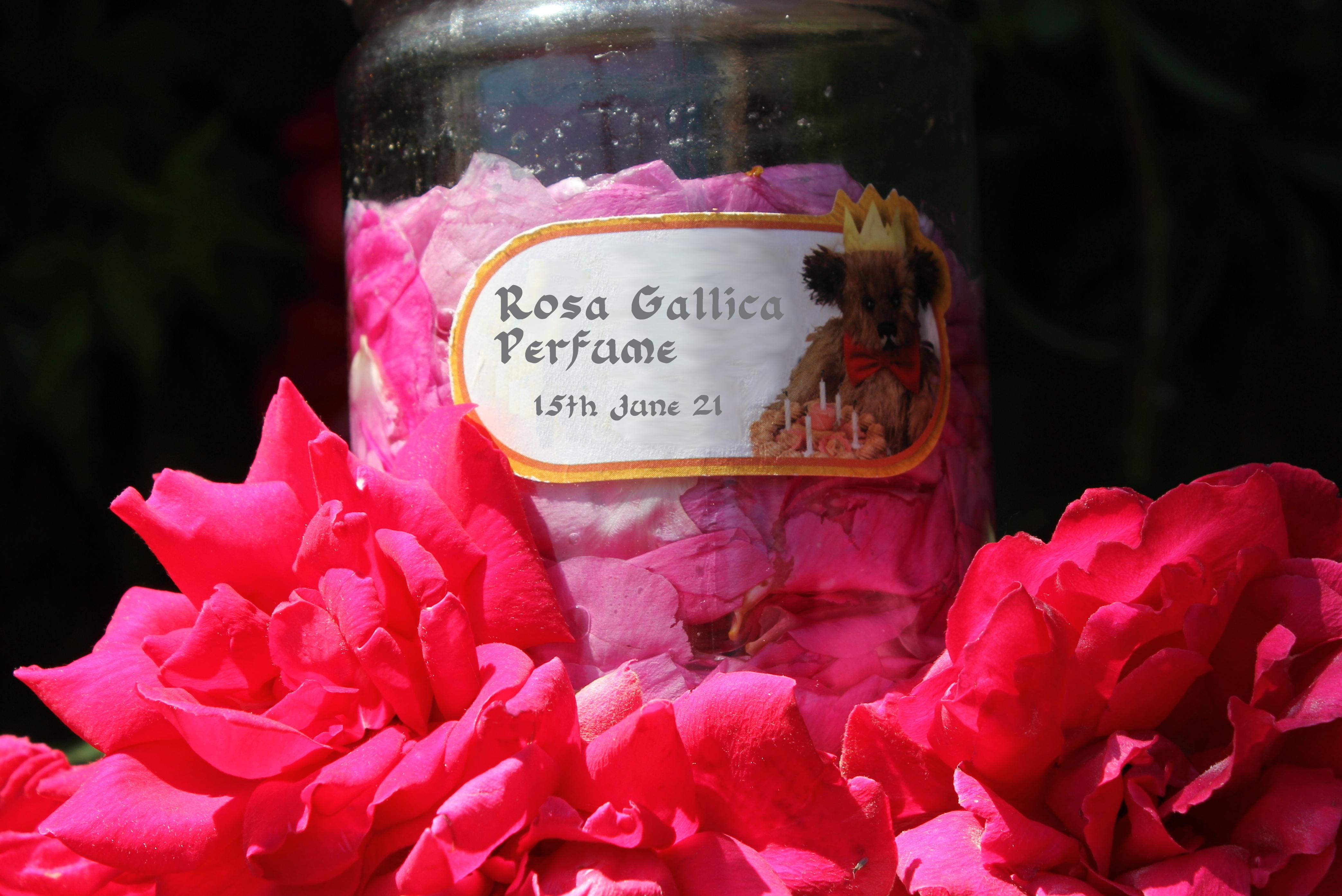 IMG_2561rosa gallica.JPG