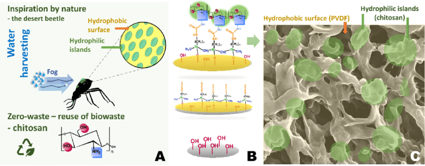 Idea-of-the-work-A-Specific-hydrophobic-surface-of-desert-beetle-with-hydrophilic.png