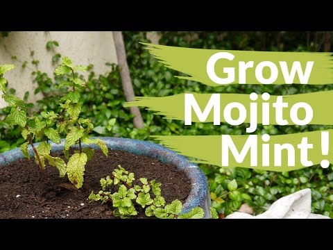 If You Love Mojitos, You Need To Grow This Mint