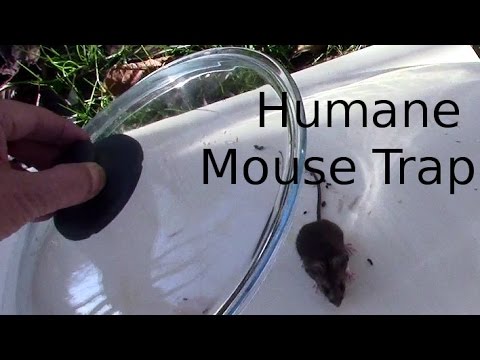 Ingenious and simple mouse trap