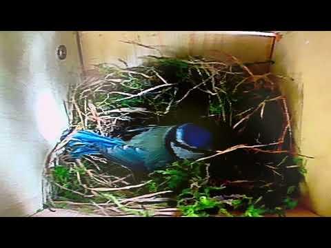 Inside Angled Bird Box - Bird Camera