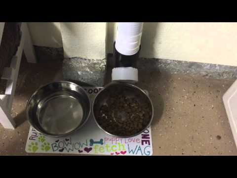 Internet Enabled Raspberry Pi Pet Feeder Operation