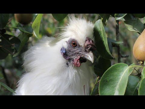 Introducing a New Bird to Your Flock.We rehome a Silkie. Gallo Sedoso adopci&oacute;n. N&egrave;gre-soie adopt&eacute;