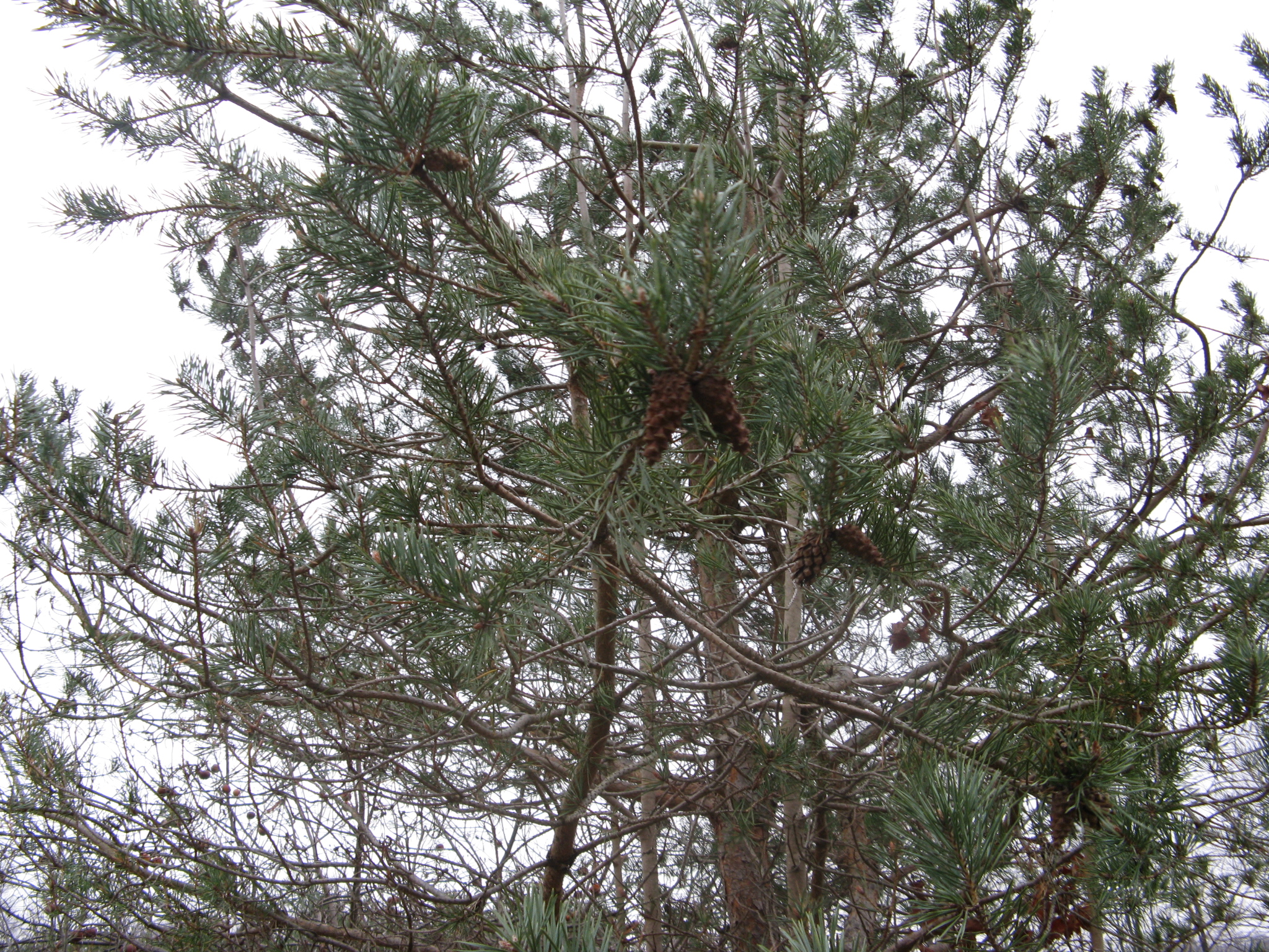 Jack Pine 3.JPG