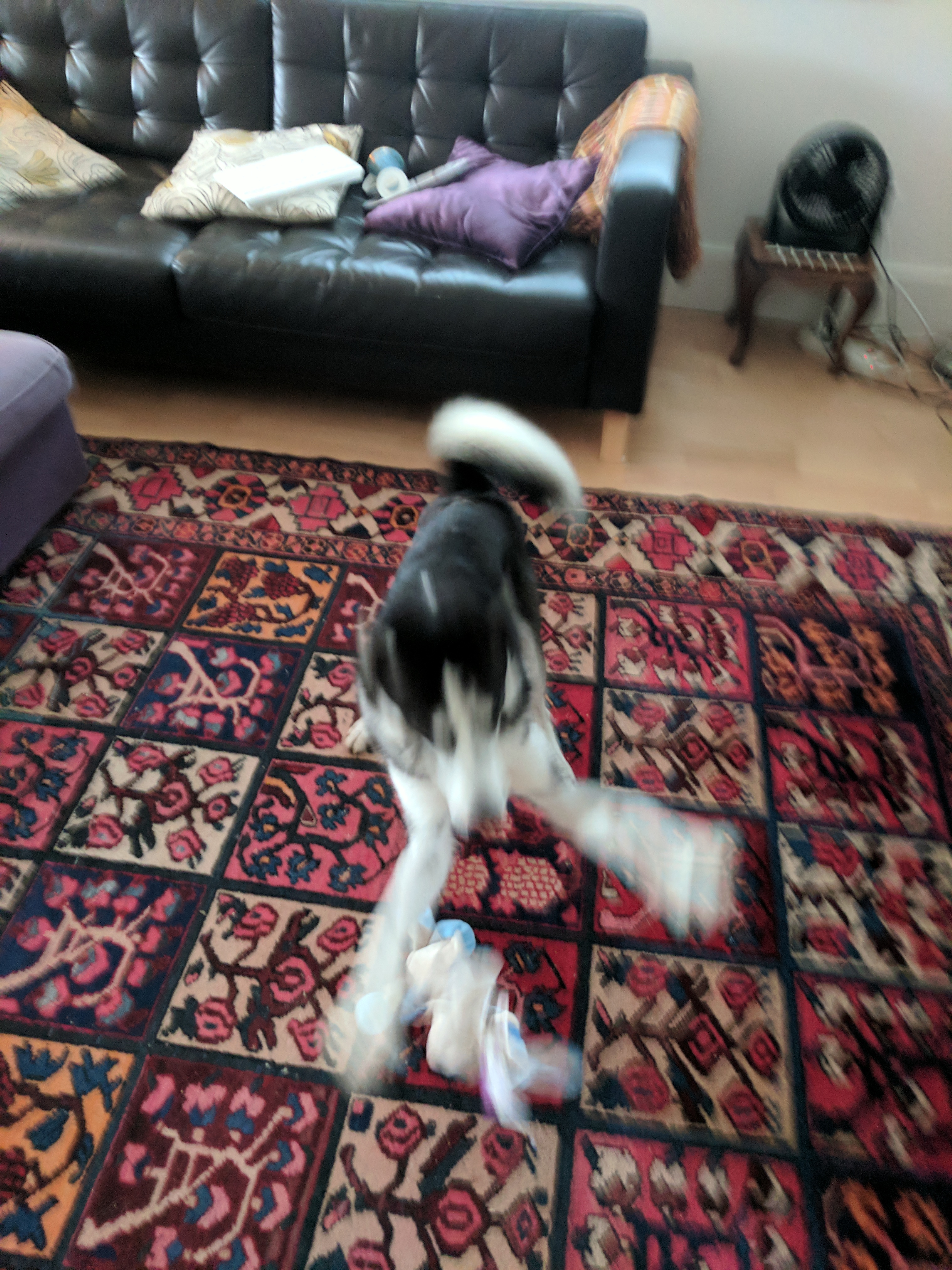 Jackreverseengineer-banner-K9 Pulleez Bunny Squeak Toy - toss on floor -IMG_20171011_141633.jpg