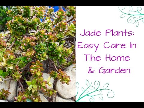 Jade Plants: So Easy To Care For In The Home &amp;amp; In The Garden